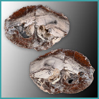 FSH106pr Fishhook Thunderegg Specimen Pair