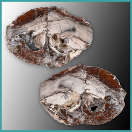 FSH106pr Fishhook Thunderegg Specimen Pair