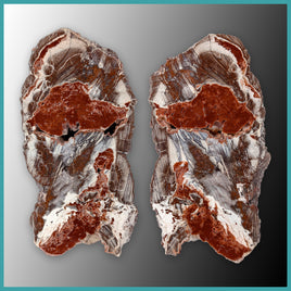 FSH107pr Fishhook Thunderegg Specimen Pair