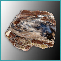 FSH108pr Fishhook Thunderegg Specimen Pair