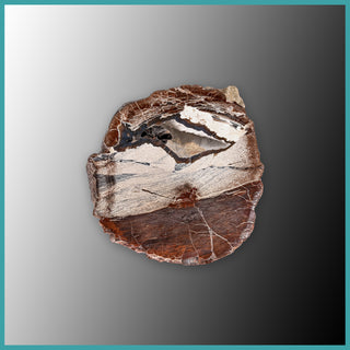 FSH112 Fishhook Thunderegg Specimen