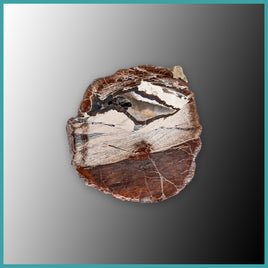 FSH112 Fishhook Thunderegg Specimen