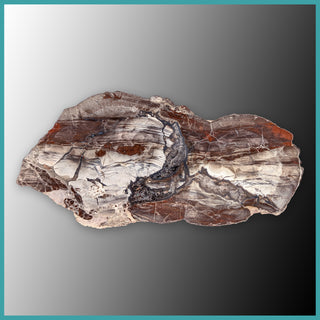 FSH113 Fishhook Thunderegg Specimen