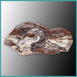 FSH113 Fishhook Thunderegg Specimen