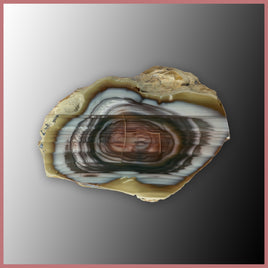 IMP554 Royal Imperial Jasper Specimen