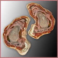 IMP561pr Royal Imperial Jasper Specimen Pair