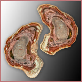 IMP561pr Royal Imperial Jasper Specimen Pair