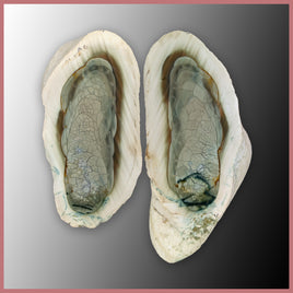 IMP563pr Royal Imperial Jasper Specimen Pair