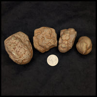 Marcasite Concretions (Wisconsin)