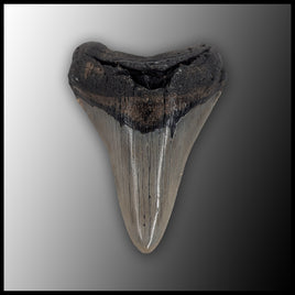 MEG124 Megalodon Tooth