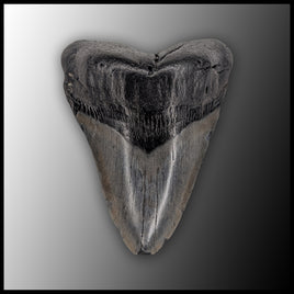 MEG125 Megalodon Tooth