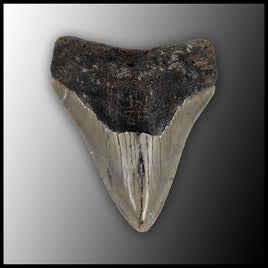 MEG126 Megalodon Tooth