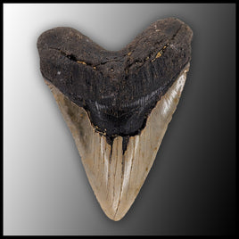 MEG127 Megalodon Tooth