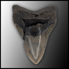 MEG128 Megalodon Tooth