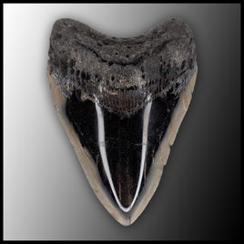 MEG130 Megalodon Tooth