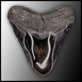 MEG131 Megalodon Tooth
