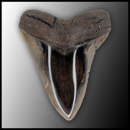 MEG132 Megalodon Tooth