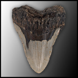 MEG133 Megalodon Tooth