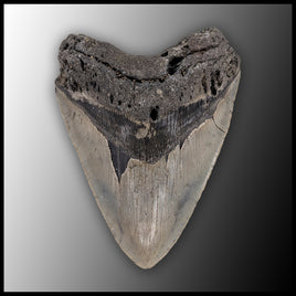 MEG134 Megalodon Tooth
