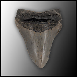 MEG135 Megalodon Tooth