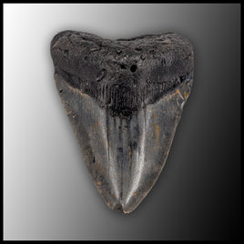 MEG136 Megalodon Tooth