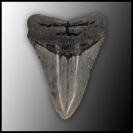 MEG137 Megalodon Tooth