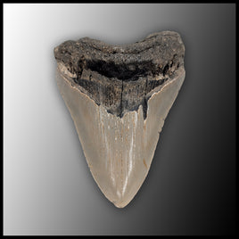 MEG138 Megalodon Tooth