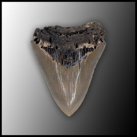 MEG139 Megalodon Tooth