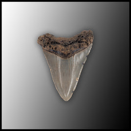 MEG140 Megalodon Tooth