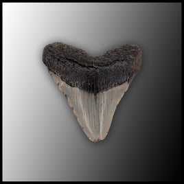 MEG141 Megalodon Tooth