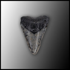 MEG142 Megalodon Tooth