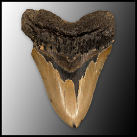 MEG143 Megalodon Tooth