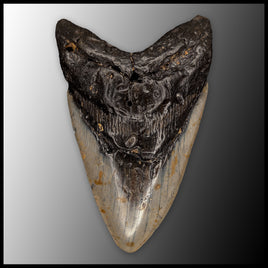 MEG144 Megalodon Tooth