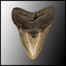 MEG145 Megalodon Tooth