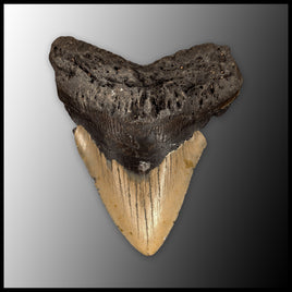 MEG146 Megalodon Tooth