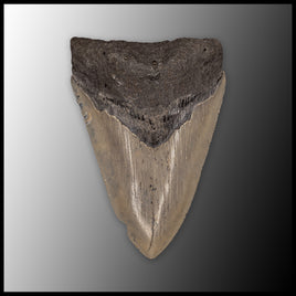 MEG147 Megalodon Tooth