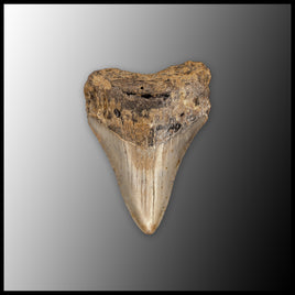 MEG148 Megalodon Tooth