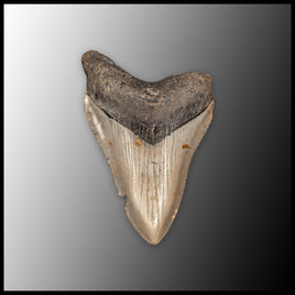 MEG149 Megalodon Tooth