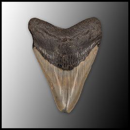 MEG150 Megalodon Tooth