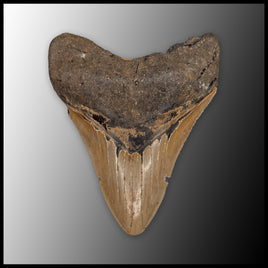 MEG151 Megalodon Tooth