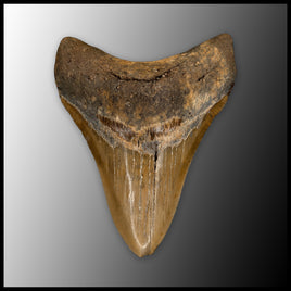 MEG152 Megalodon Tooth