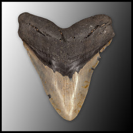 MEG153 Megalodon Tooth