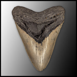 MEG154 Megalodon Tooth