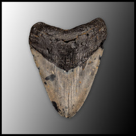 MEG156 Megalodon Tooth
