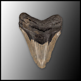 MEG157 Megalodon Tooth