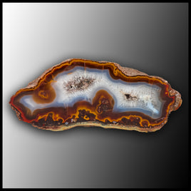 MRC341JR Moroccan Agate Specimen