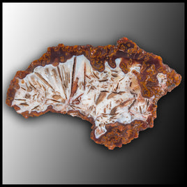MRC348JR Moroccan Agate Specimen