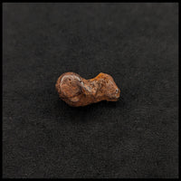 MTR107 Sikhote-Alin Meteorite