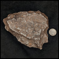 MTR120 Gibeon Meteorite