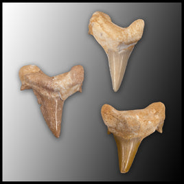 Fossil Shark Tooth 1"